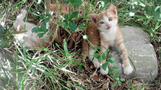 世界排名争夺战之夜,阿尔瓦雷斯高光表现改写格局